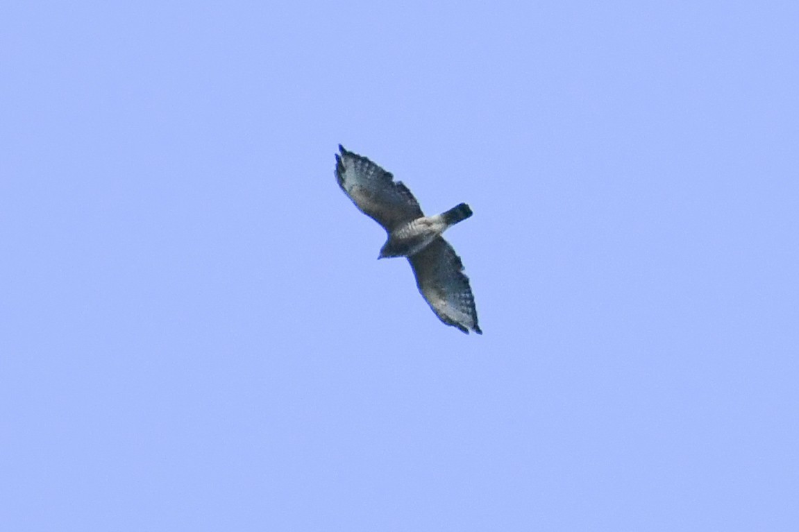 Broad-winged Hawk - ML643630358