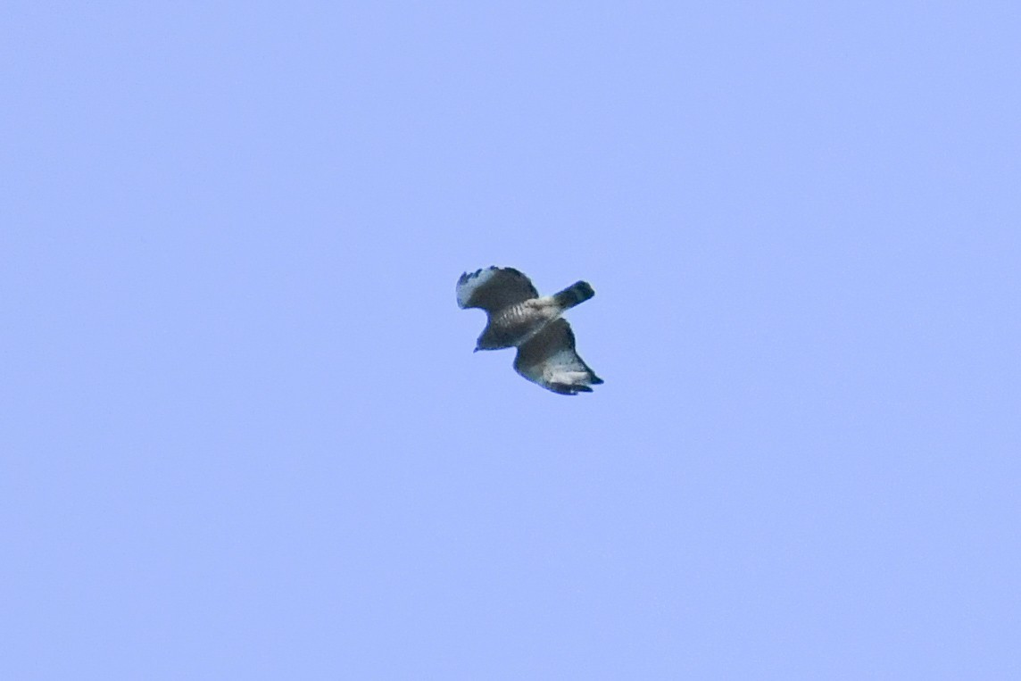 Broad-winged Hawk - ML643630359