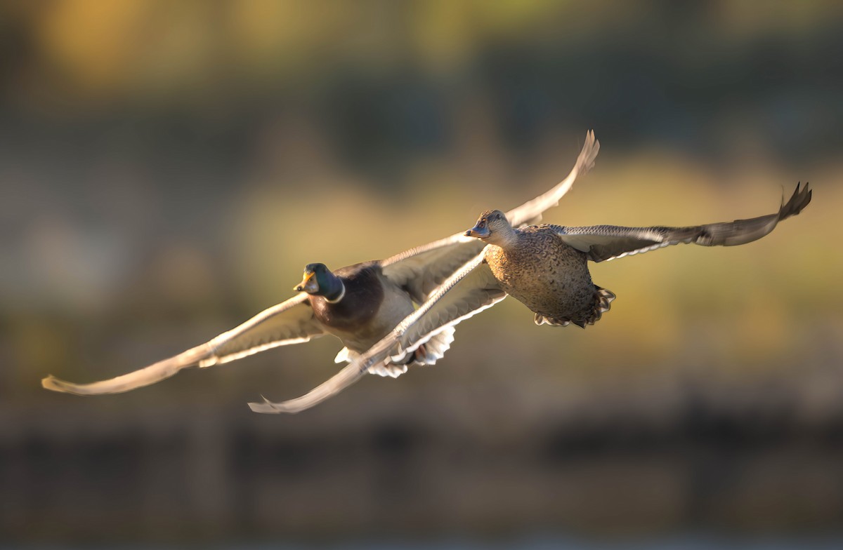 綠頭鴨 - ML643630360