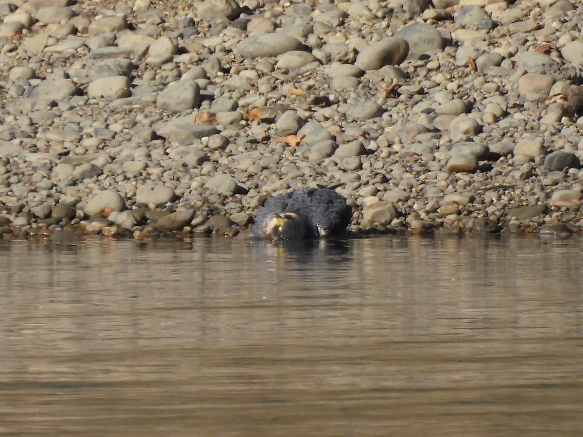 Peregrine Falcon - ML643630361