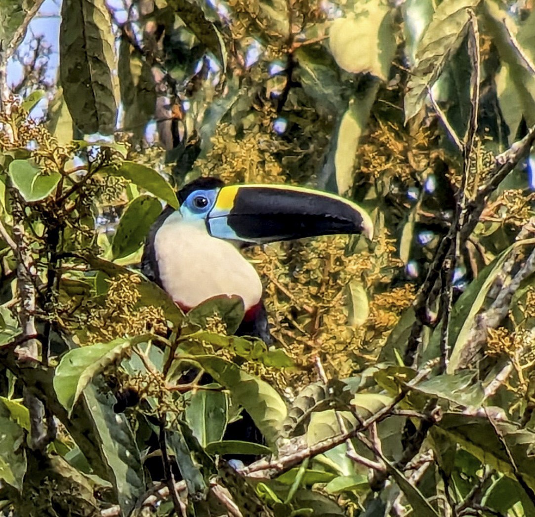 Channel-billed Toucan (Yellow-ridged) - ML643630365