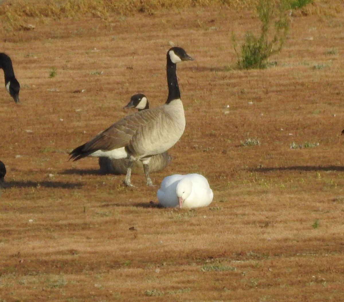 Цасны галуу - ML643630373