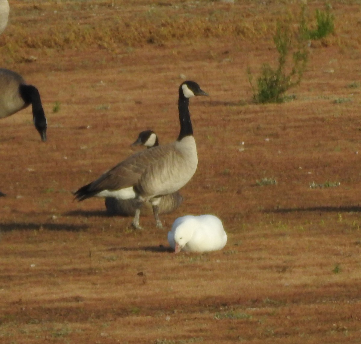 Цасны галуу - ML643630374
