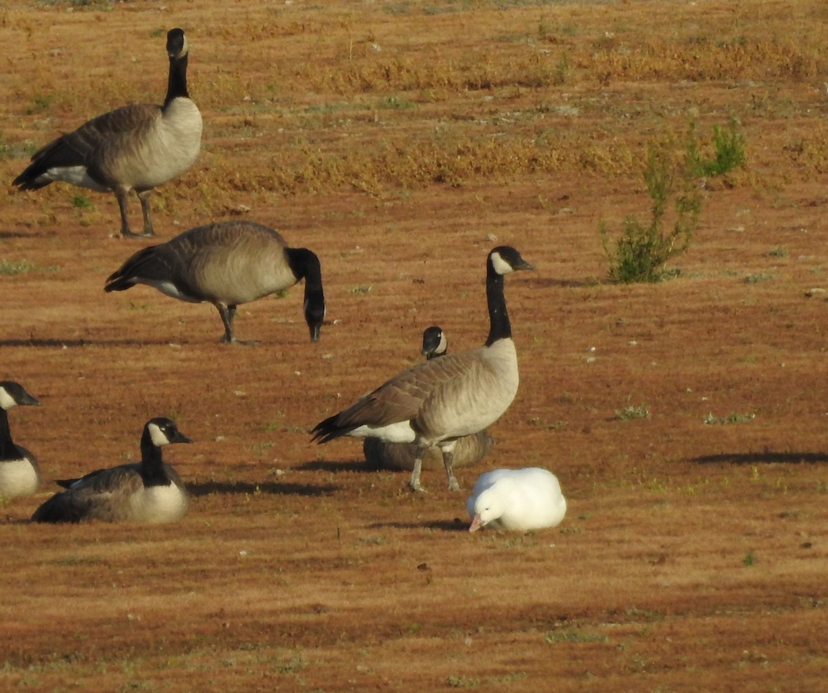 Цасны галуу - ML643630375