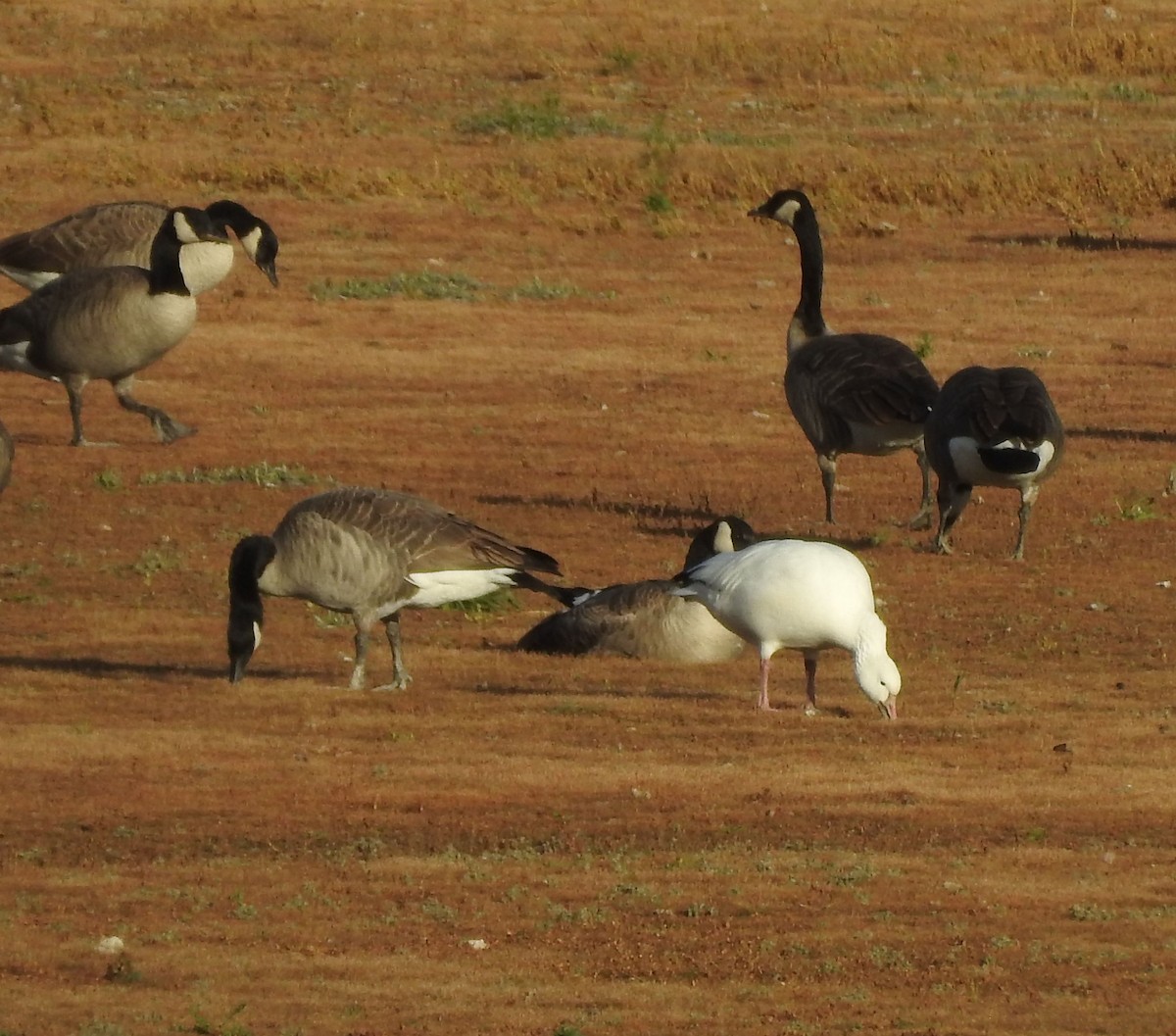 Цасны галуу - ML643630376
