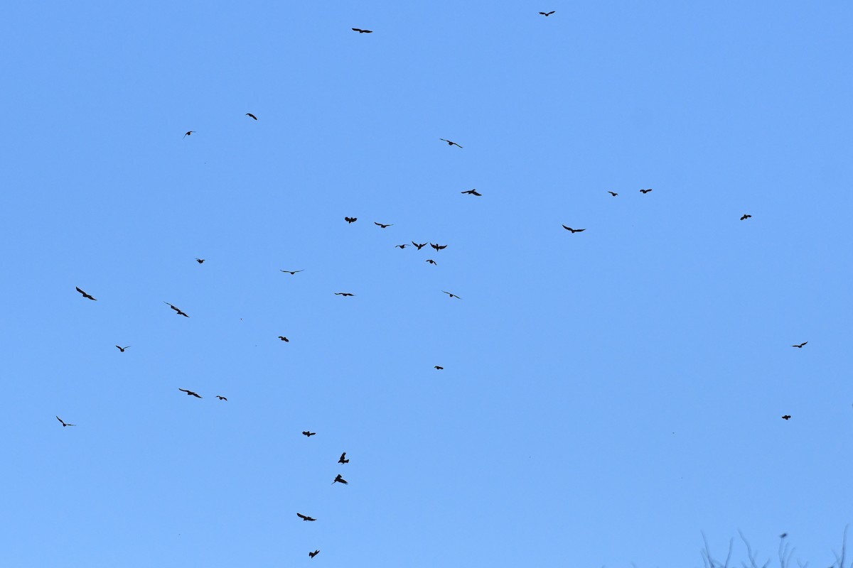 American Crow - ML643630382