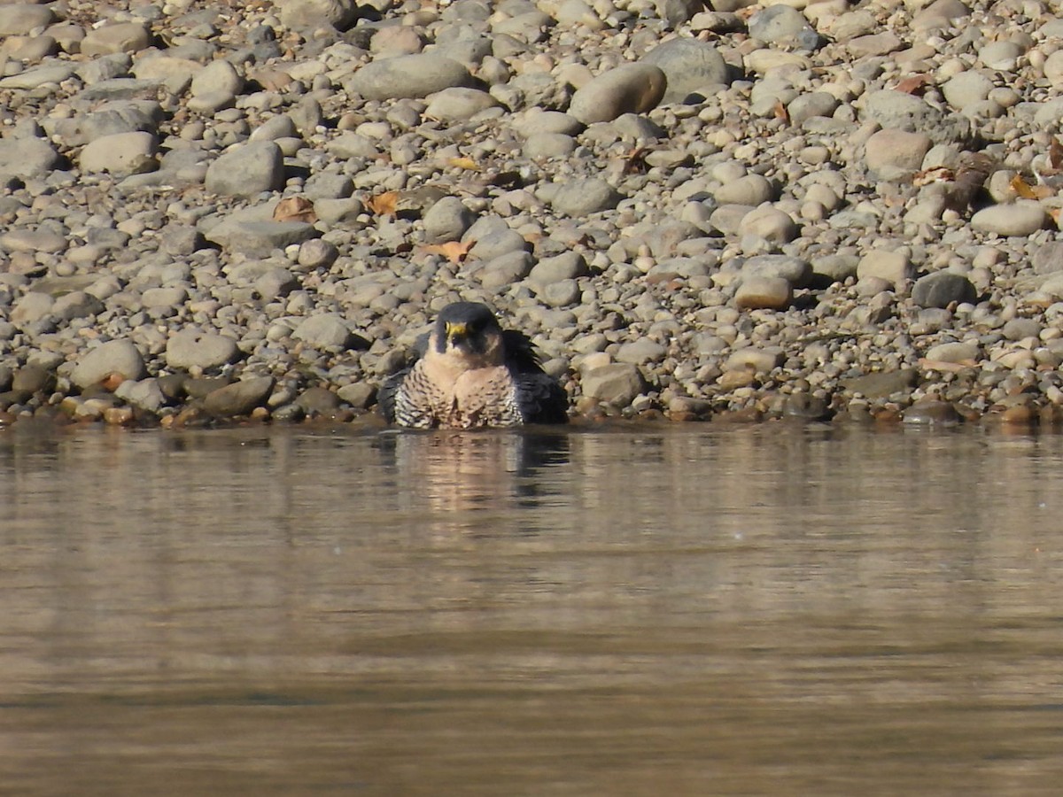 Peregrine Falcon - ML643630384