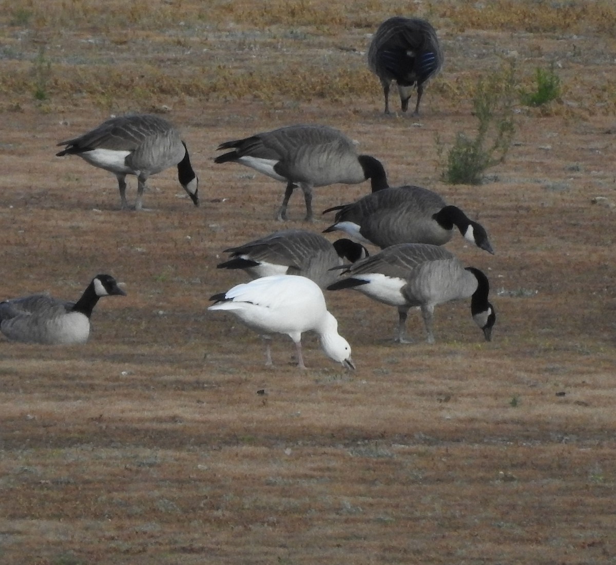 Цасны галуу - ML643630385