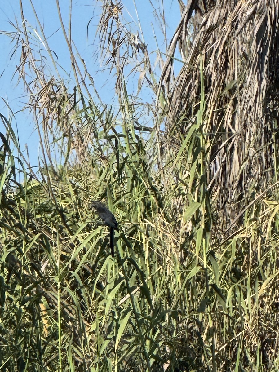 Groove-billed Ani - ML643630392