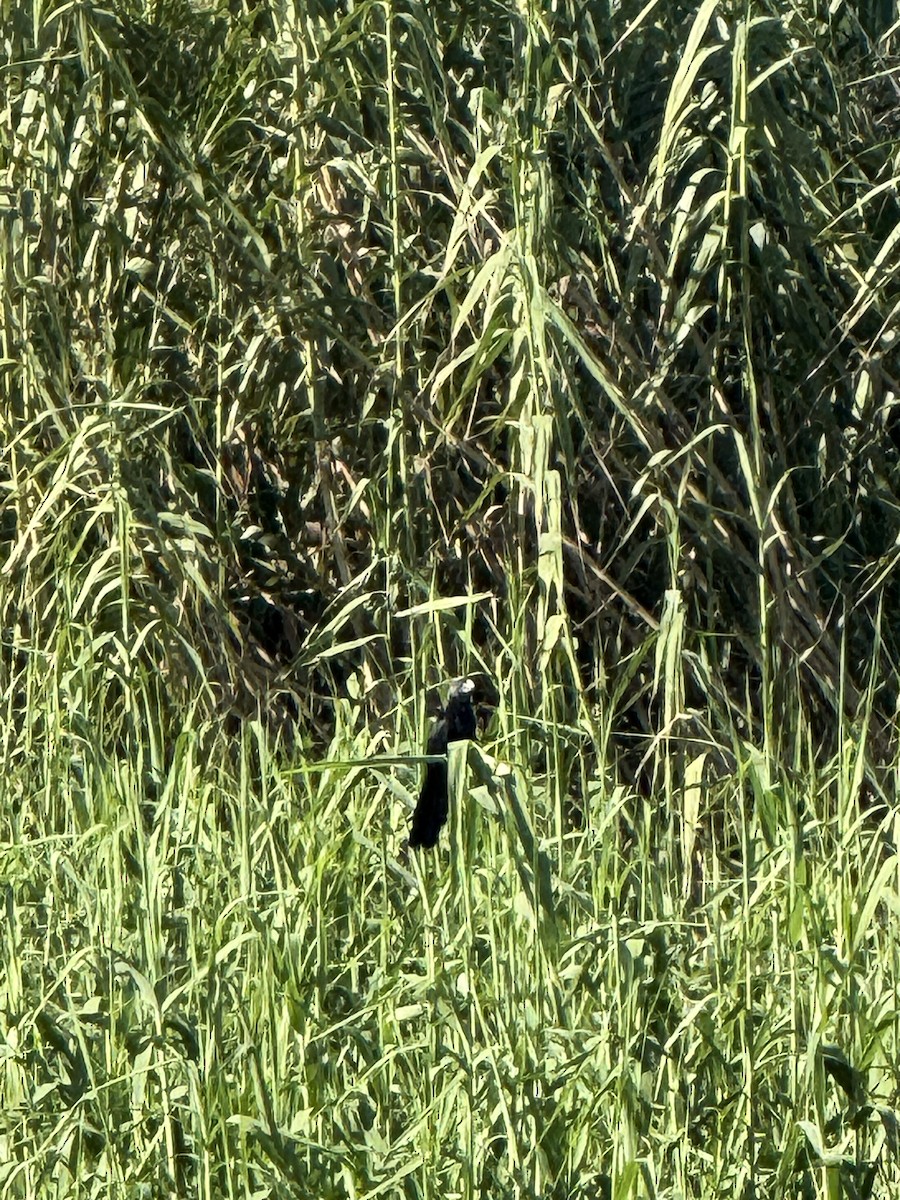 Groove-billed Ani - ML643630401