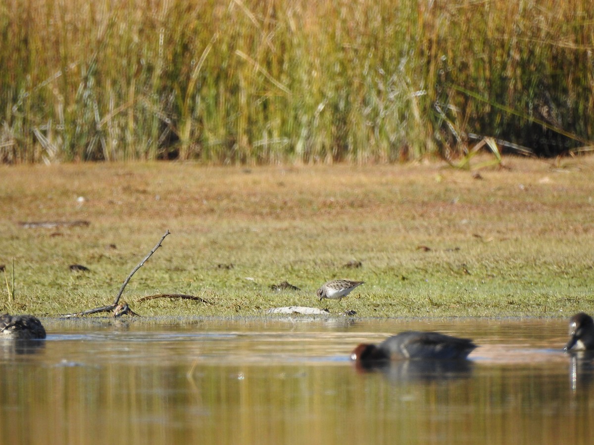 Least Sandpiper - ML643630417