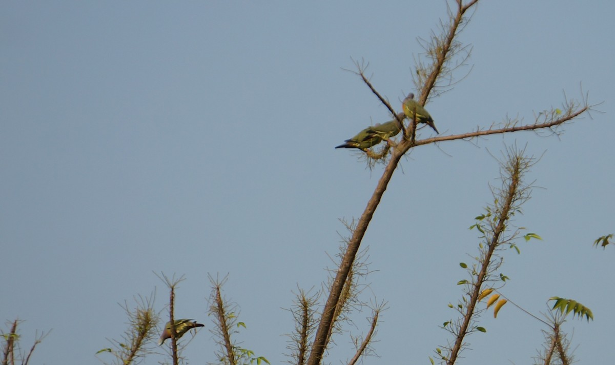 Pink-necked Green-Pigeon - ML643630440