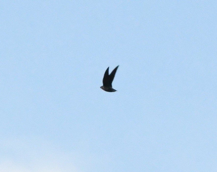 Short-tailed Swift - ML643630446