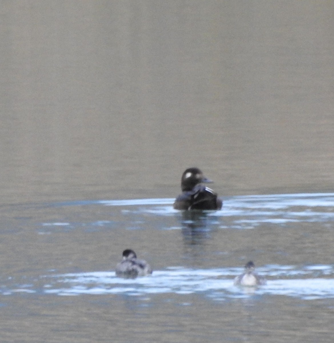 White-winged Scoter - ML643630449
