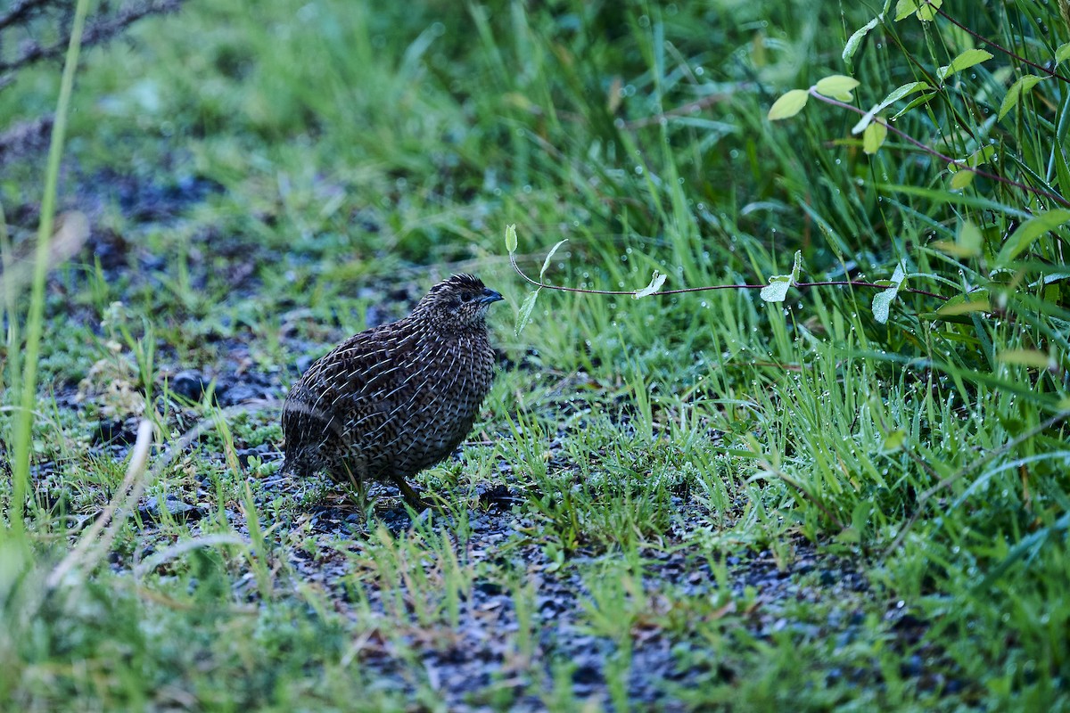 Brown Quail - ML643630460