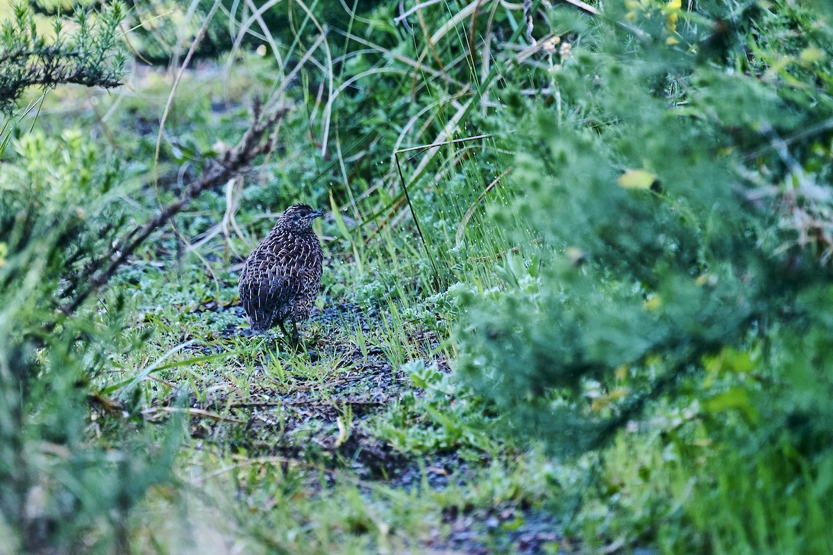 Brown Quail - ML643630461