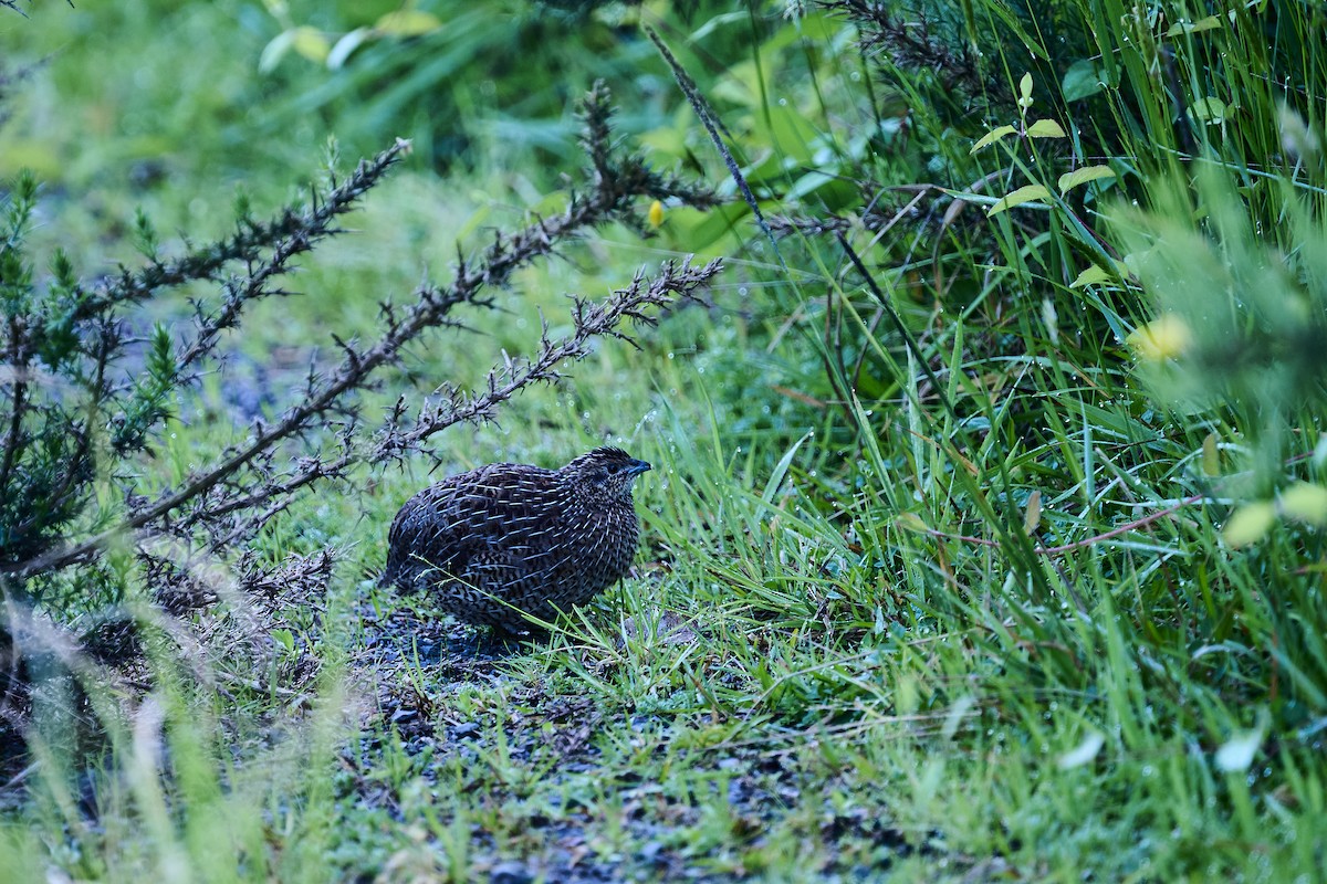 Brown Quail - ML643630462