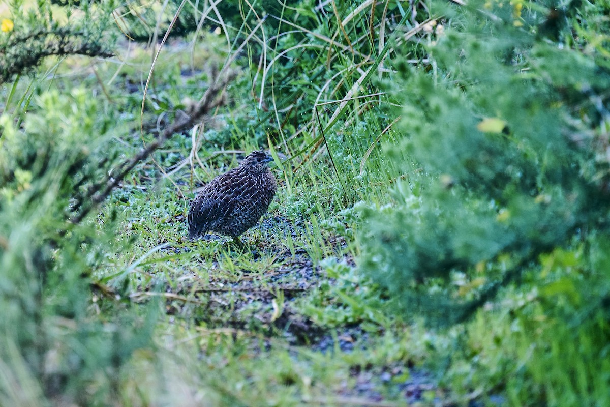 Brown Quail - ML643630463