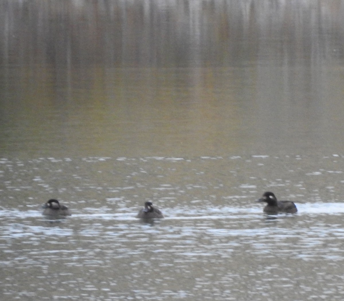 White-winged Scoter - ML643630472
