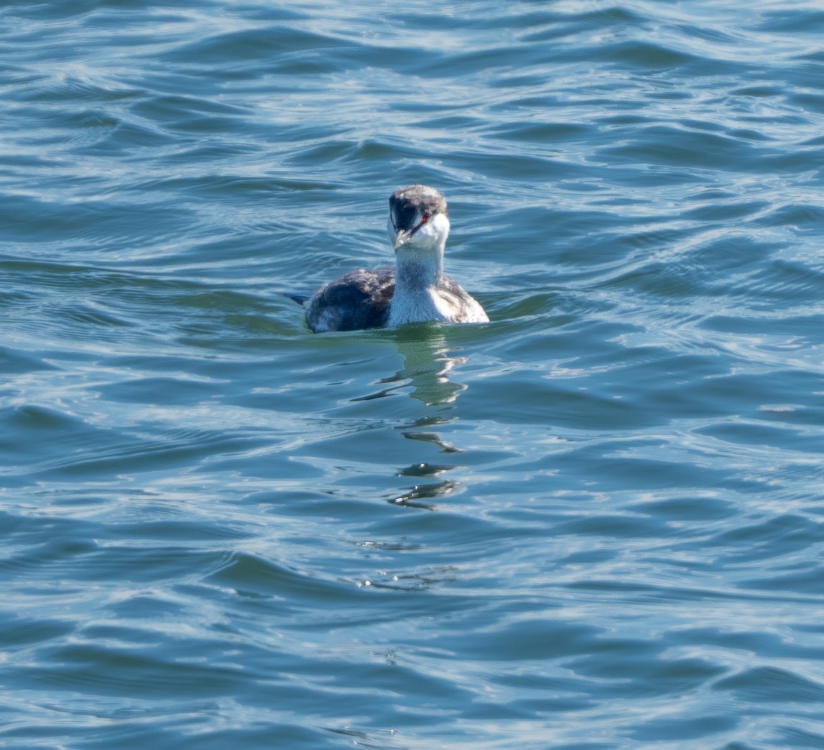 Horned Grebe - ML643630483
