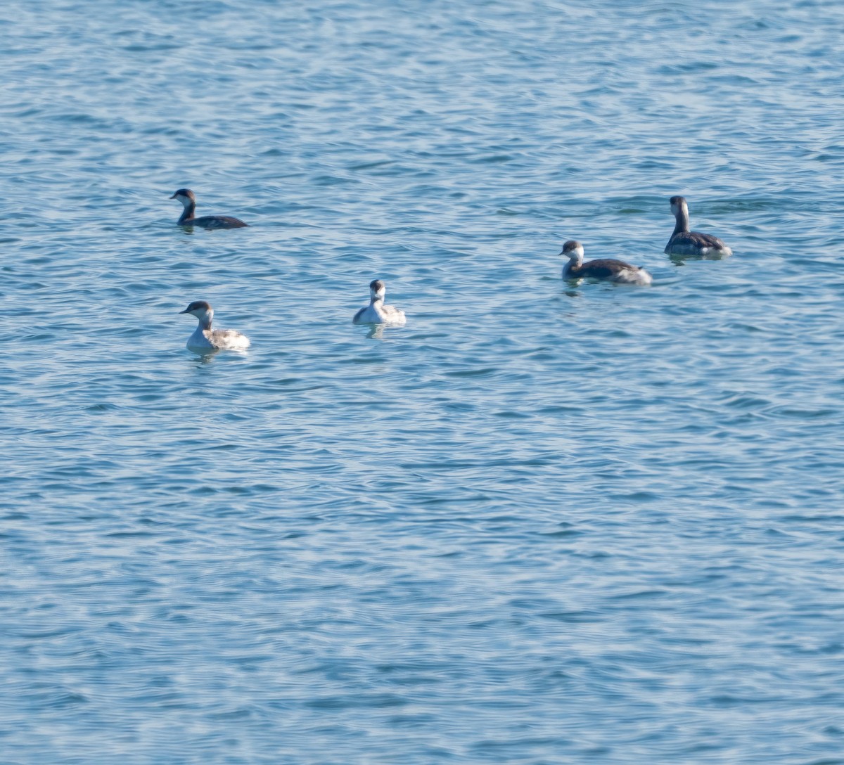 Horned Grebe - ML643630484