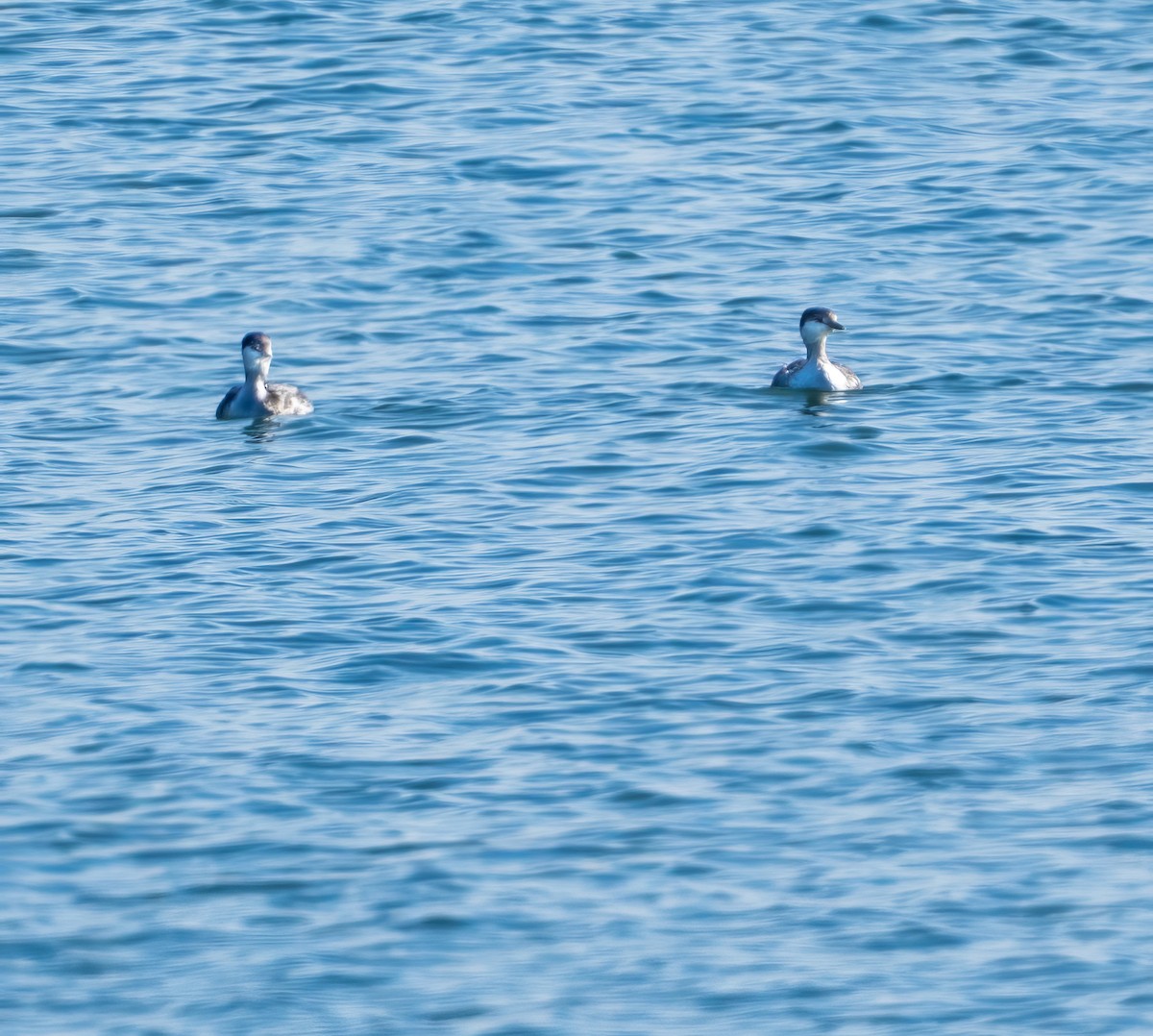 Horned Grebe - ML643630485