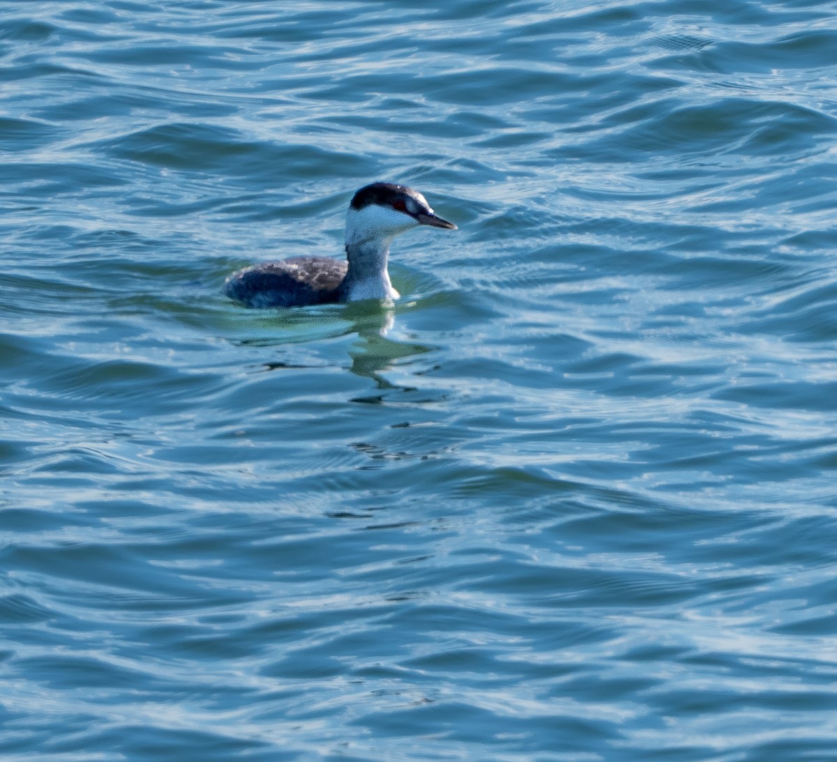 Horned Grebe - ML643630486