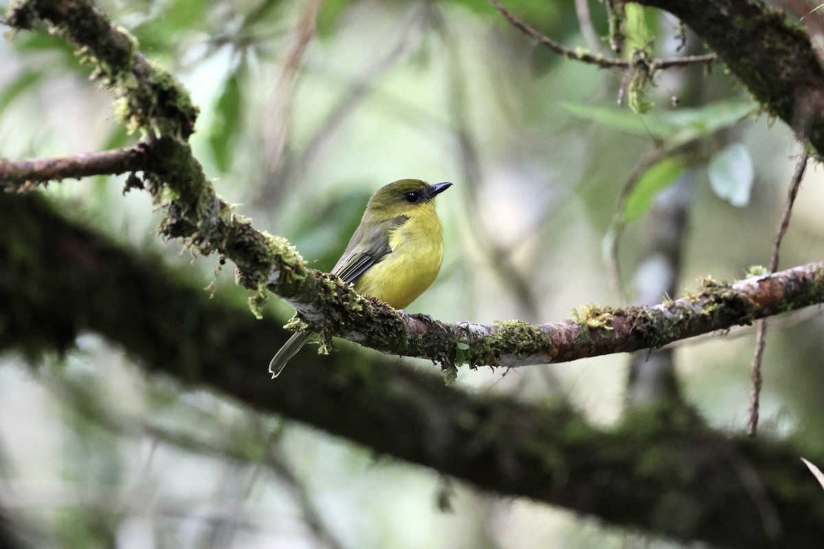 Bornean Whistler - ML643630490