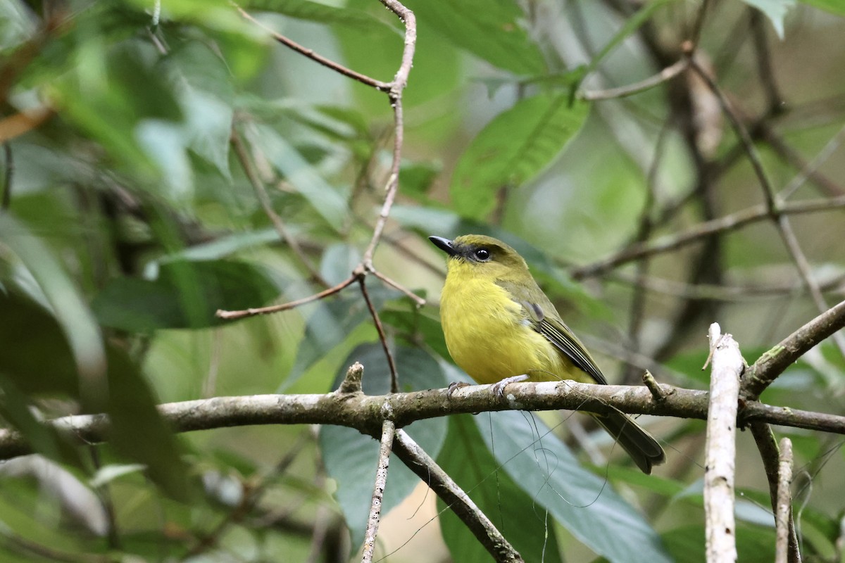 Bornean Whistler - ML643630491