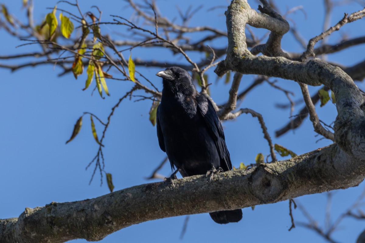 Fish Crow - ML643630513