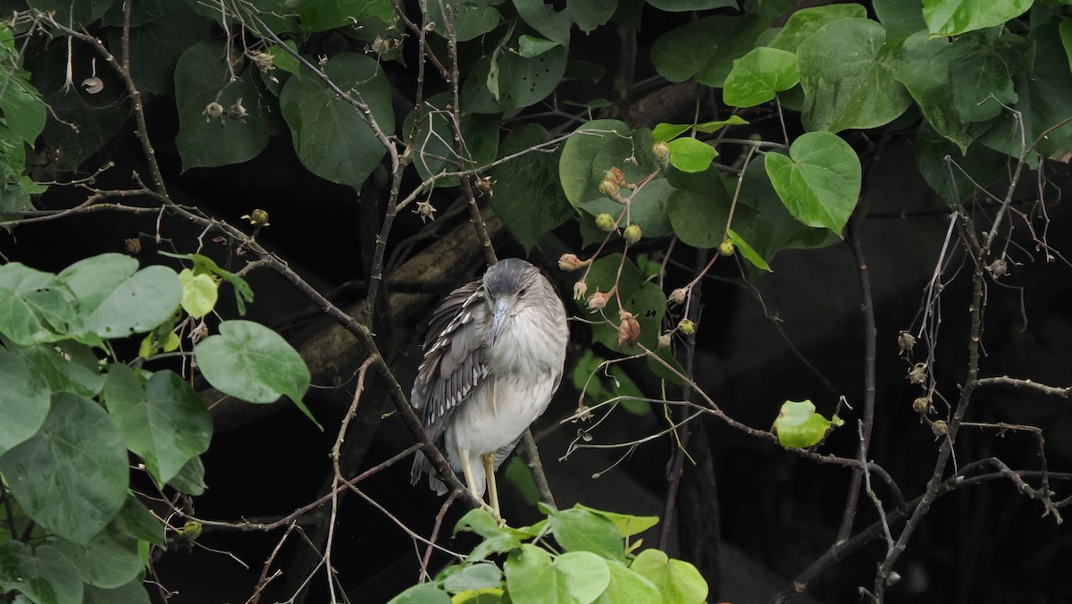 Black-crowned Night Heron - ML643630516