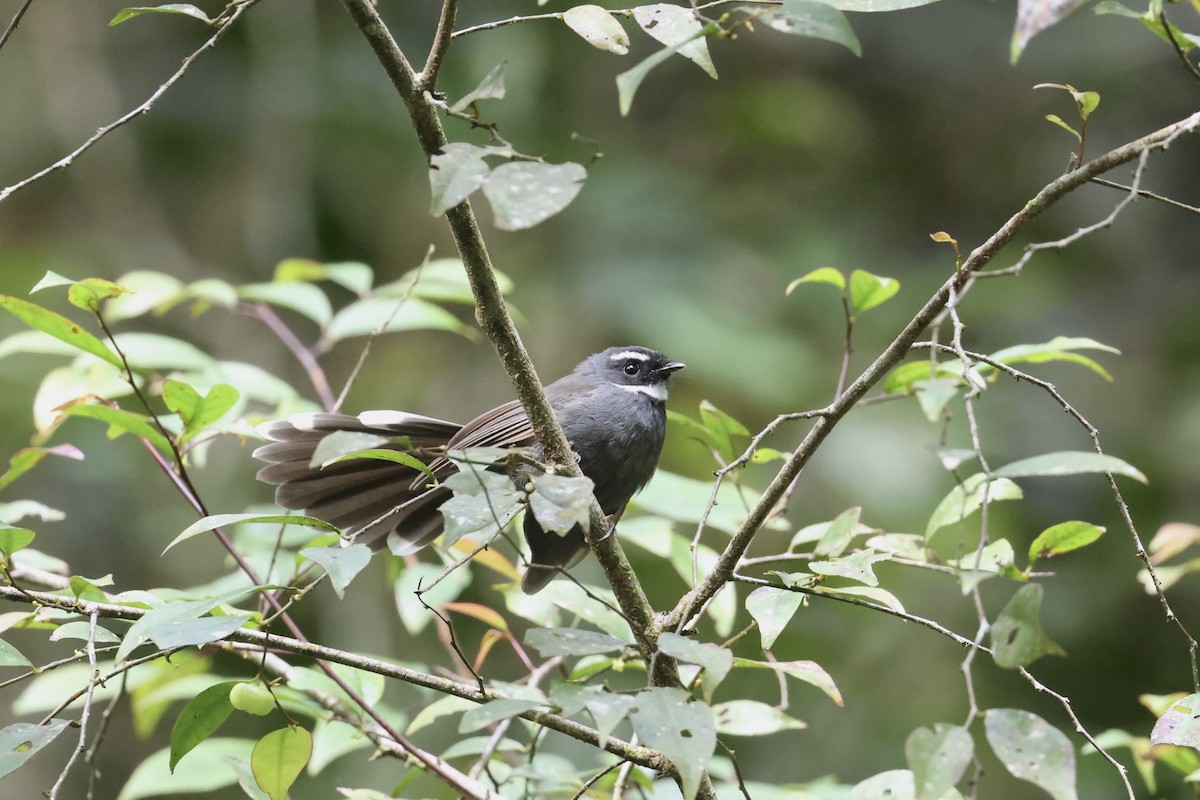 White-throated Fantail - ML643630519
