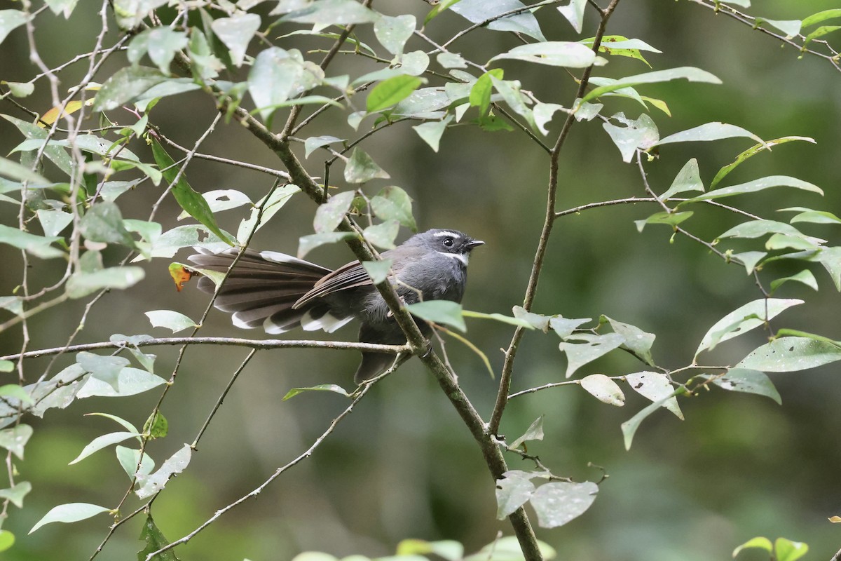 White-throated Fantail - ML643630520