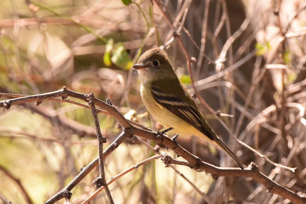 Hammond's Flycatcher - ML643630524