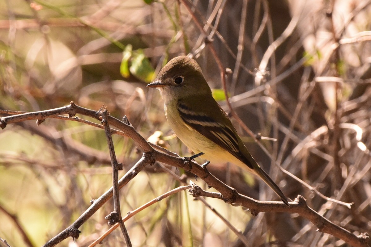 Hammond's Flycatcher - ML643630525