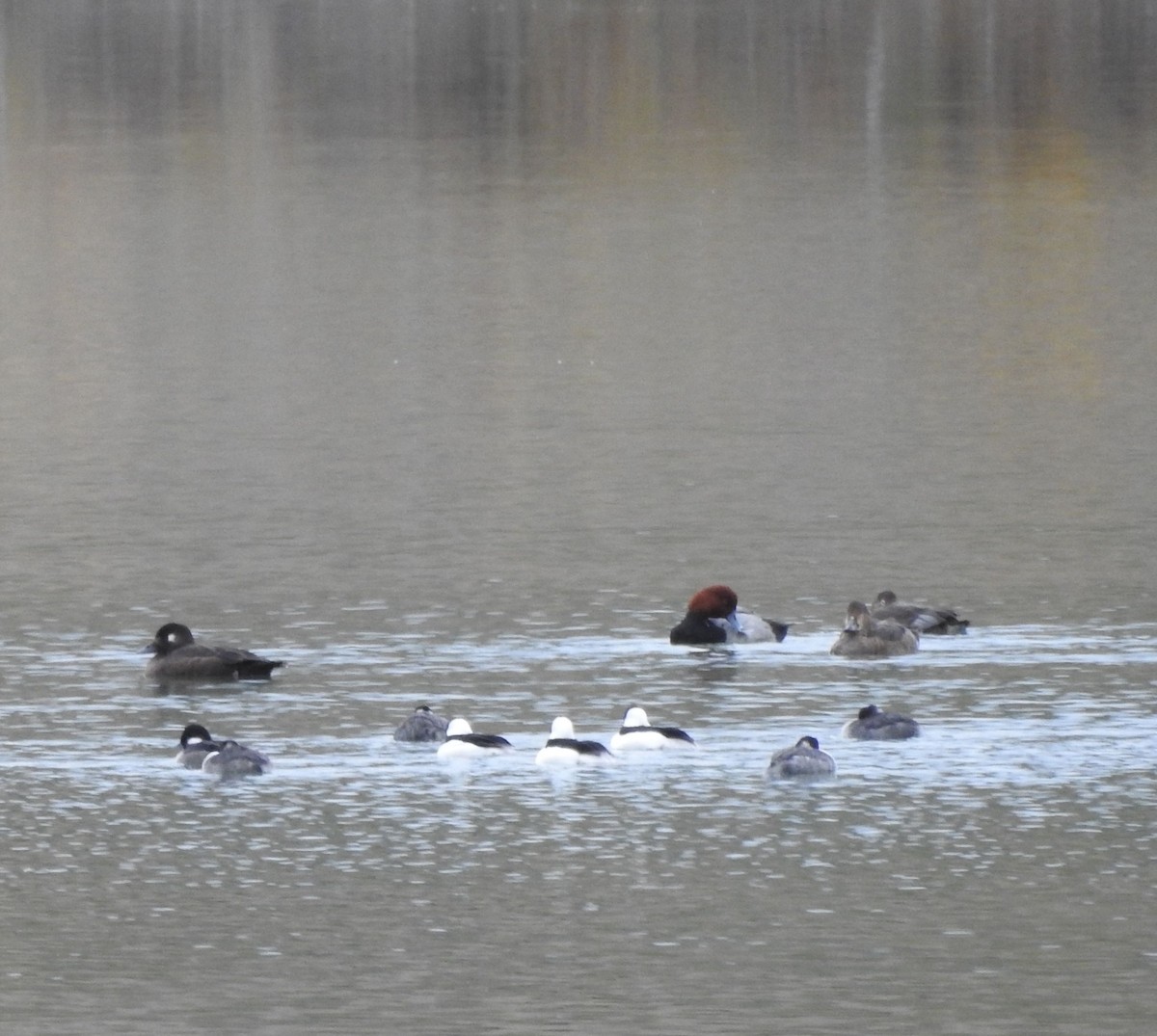 White-winged Scoter - ML643630526