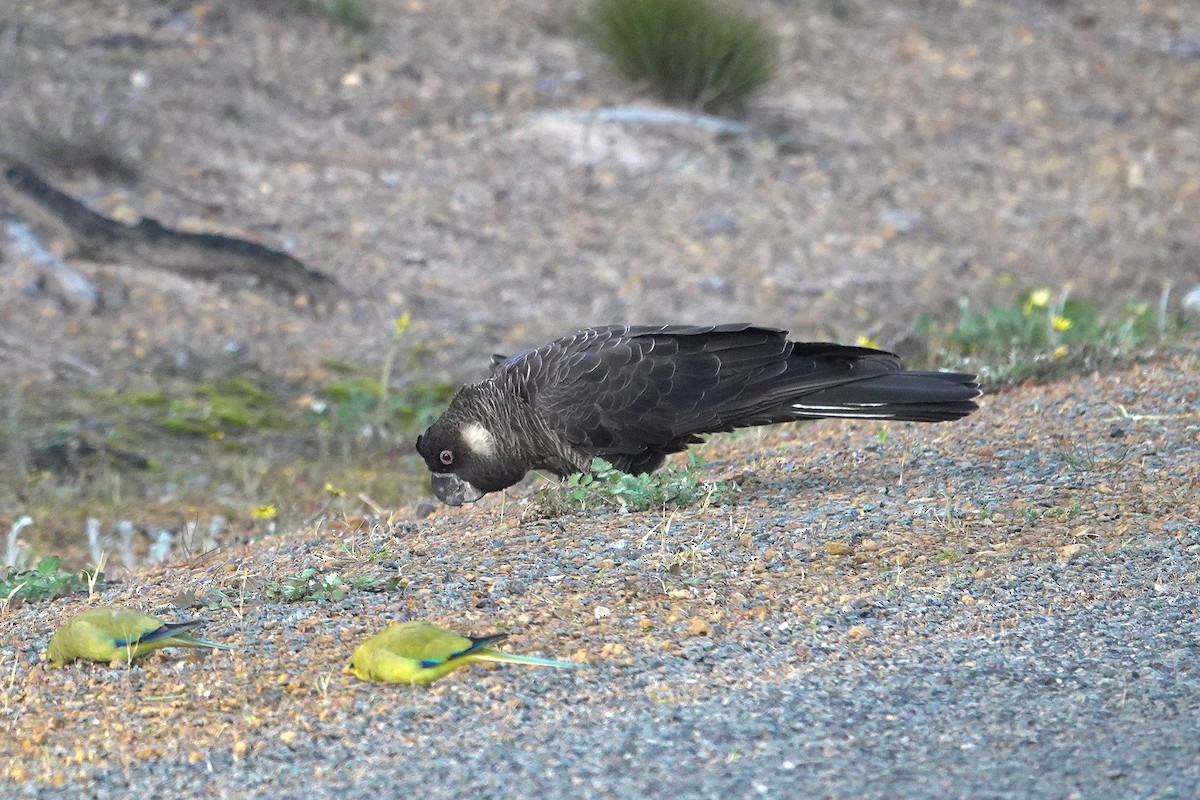 Carnaby's Black-Cockatoo - ML643630530