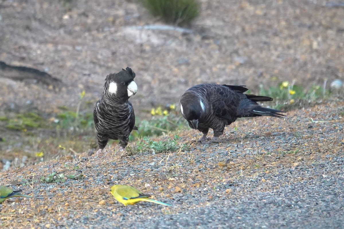 Carnaby's Black-Cockatoo - ML643630531