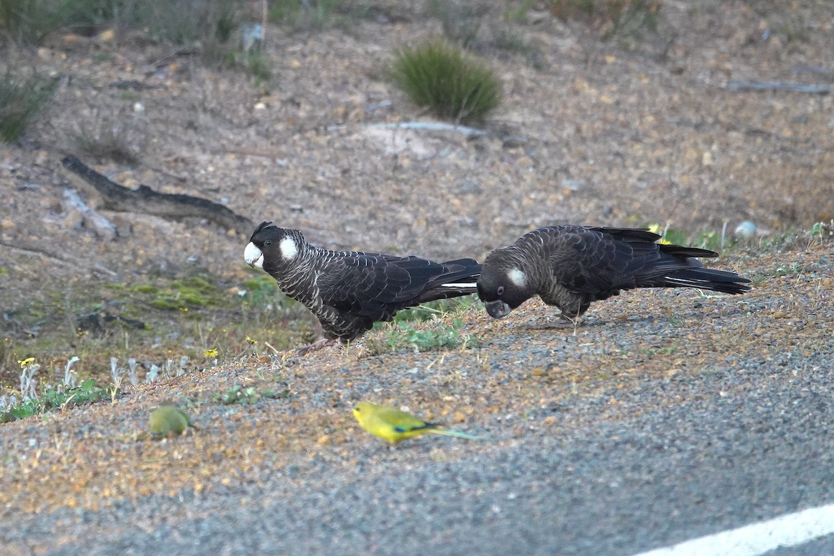 Carnaby's Black-Cockatoo - ML643630532