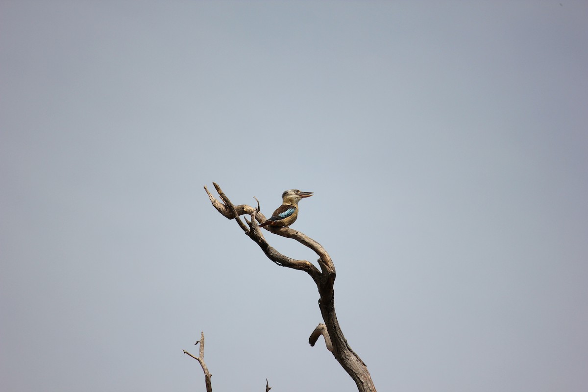 Blue-winged Kookaburra - ML643630535