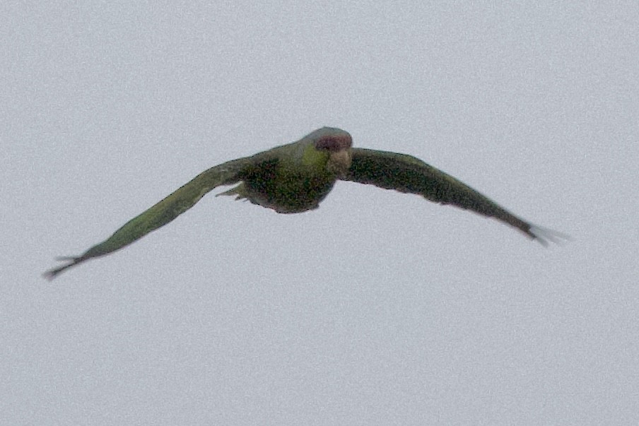 Lilac-crowned Amazon - ML643630555