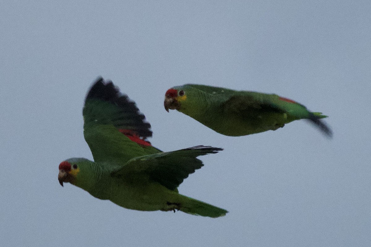 Red-lored Amazon - ML643630572