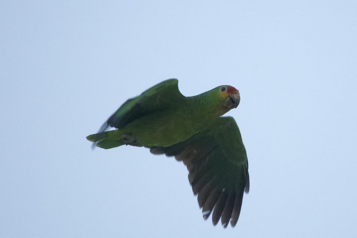 Red-lored Amazon - ML643630573