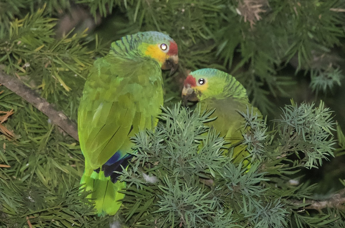 Red-lored Amazon - ML643630574