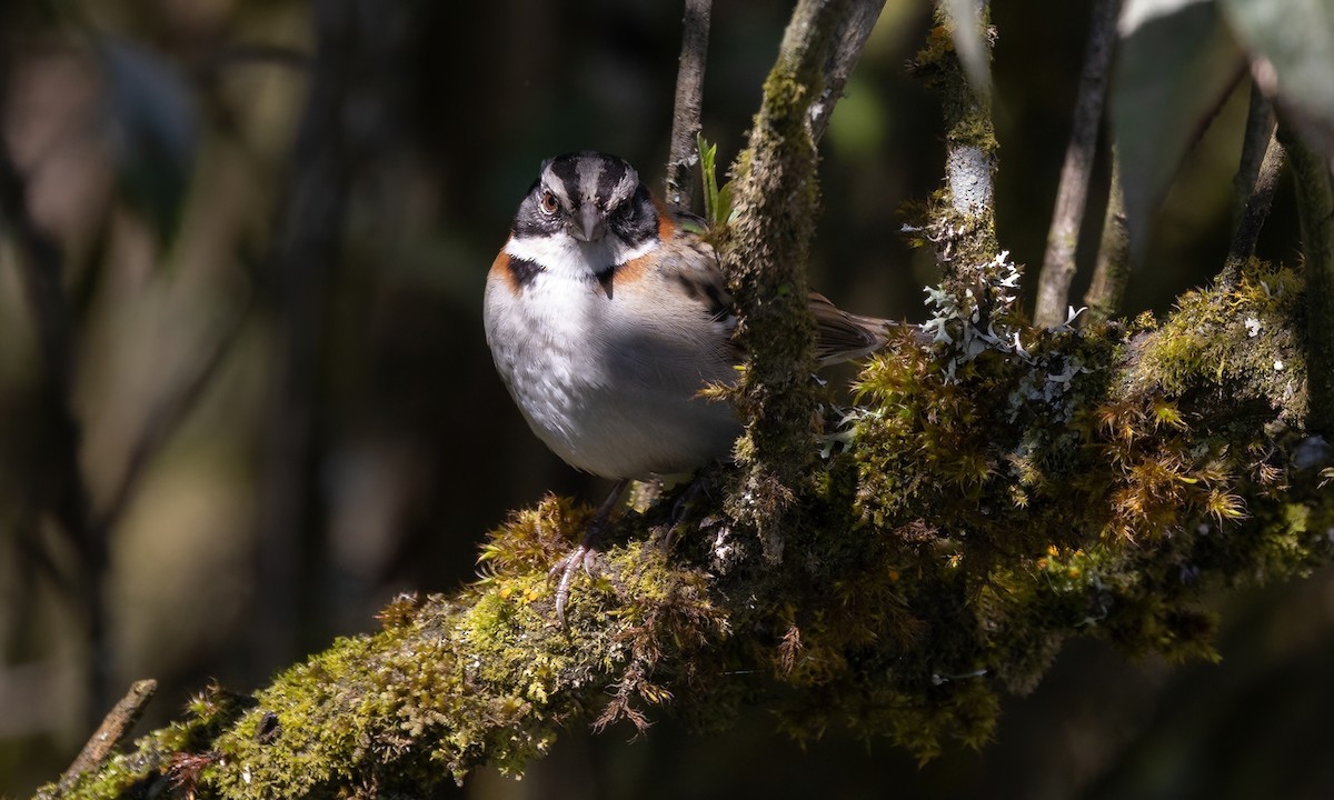 Rufous-collared Sparrow - ML643630580