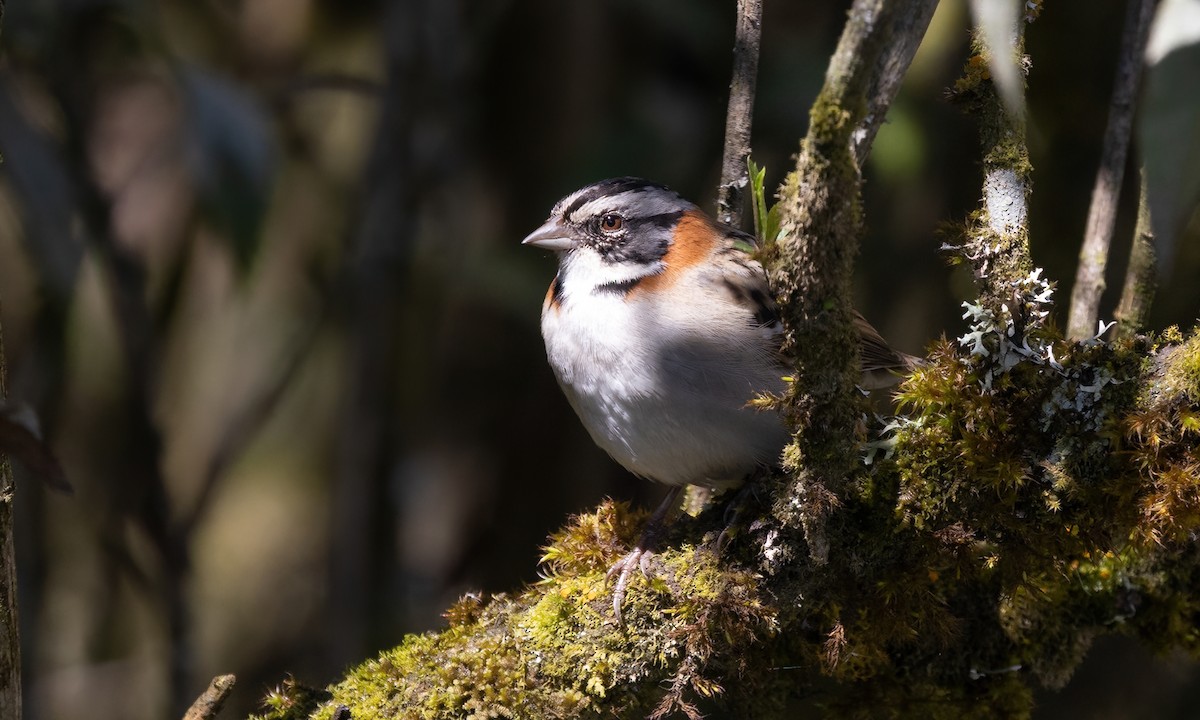 Rufous-collared Sparrow - ML643630581