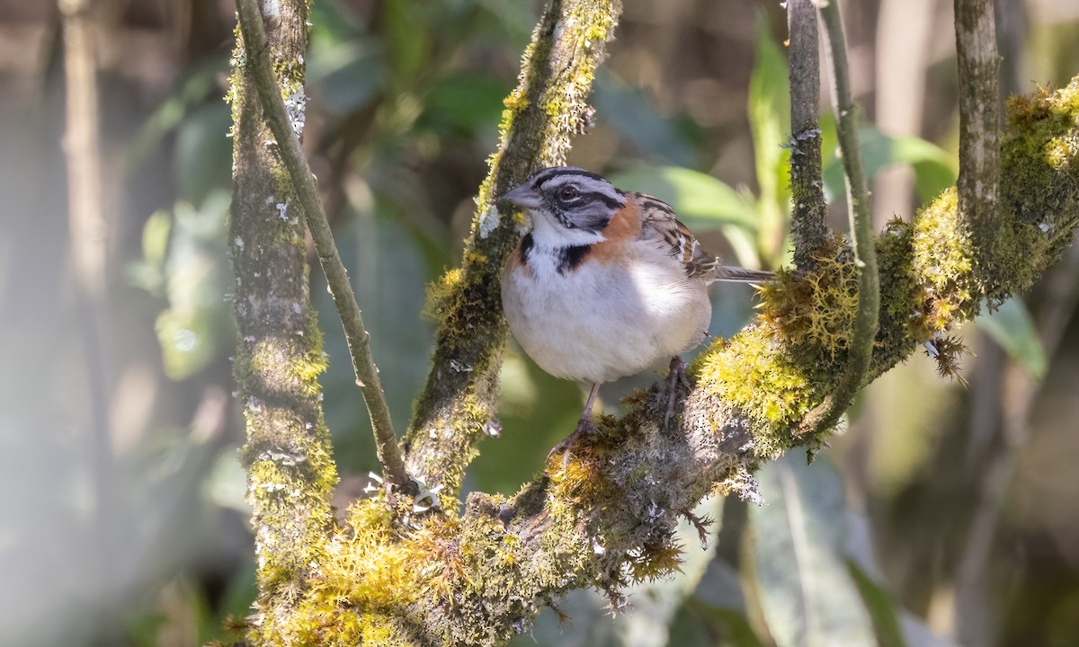 Rufous-collared Sparrow - ML643630582