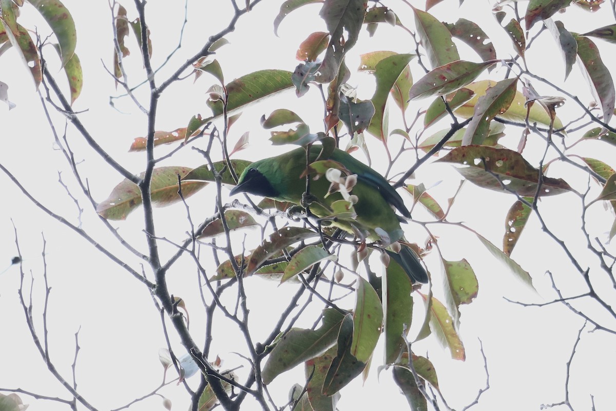 Bornean Leafbird - ML643630583