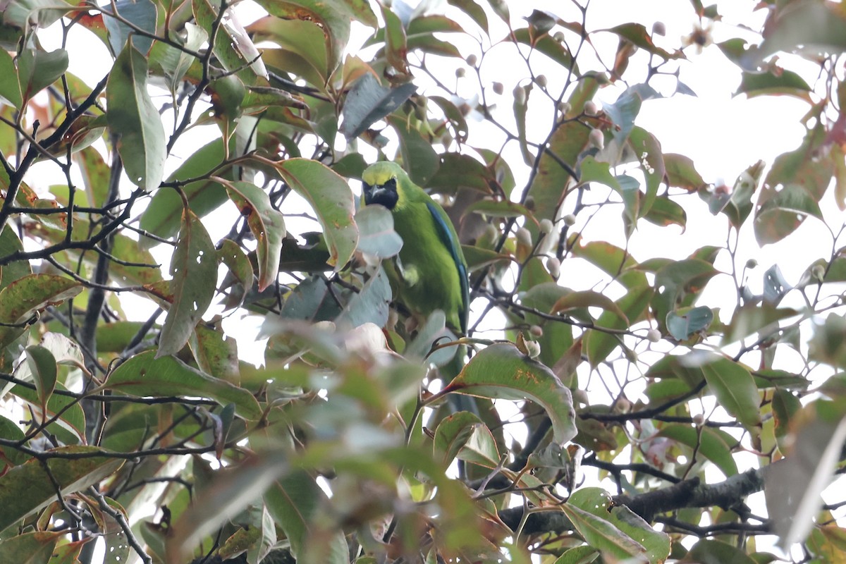 Bornean Leafbird - ML643630584