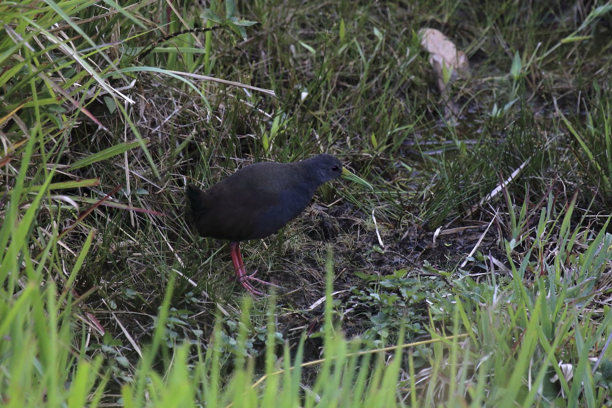 Blackish Rail - ML643630603